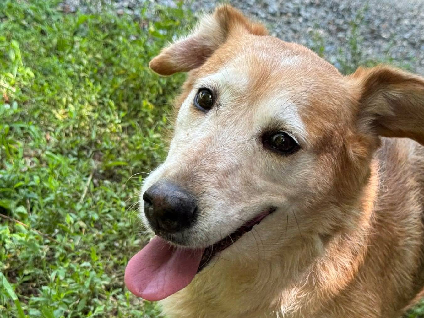 Adotta un cane, taglia media, femmina, Firenze
