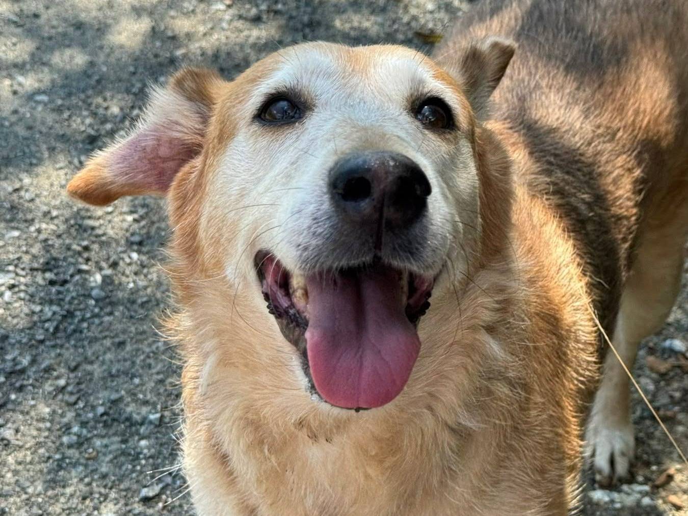 Adotta un cane, femmina, 8 anni e 9 mesi, Firenze
