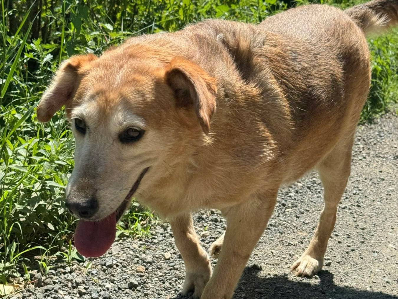 Adotta il cane AMELIA a Firenze