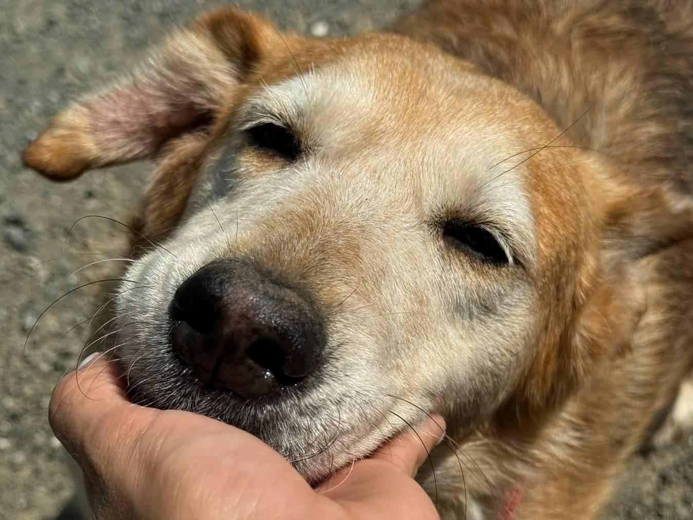 Adozione cane, femmina, Razza sconosciuta Razza sconosciuta, 8 anni e 9 mesi, taglia media, Firenze