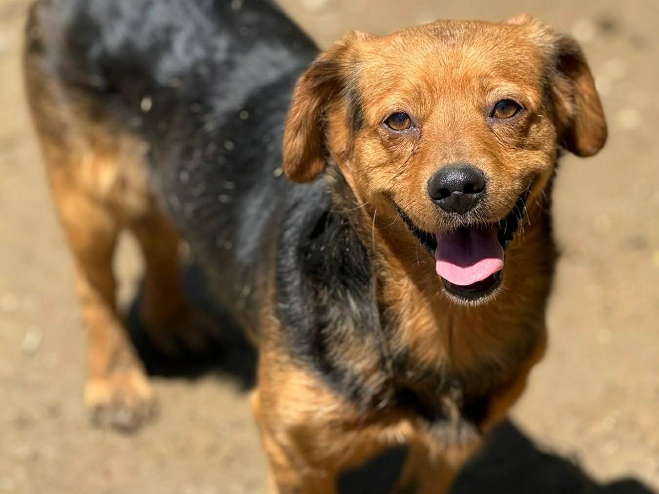 Adotta un cane, maschio, 3 anni e 5 mesi, Firenze