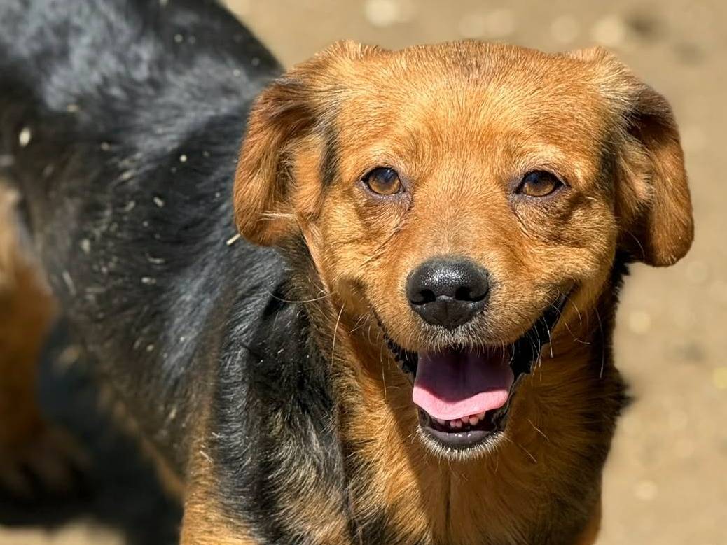 Adozione cane, maschio, Razza sconosciuta Razza sconosciuta, 3 anni e 5 mesi, taglia media contenuta, Firenze