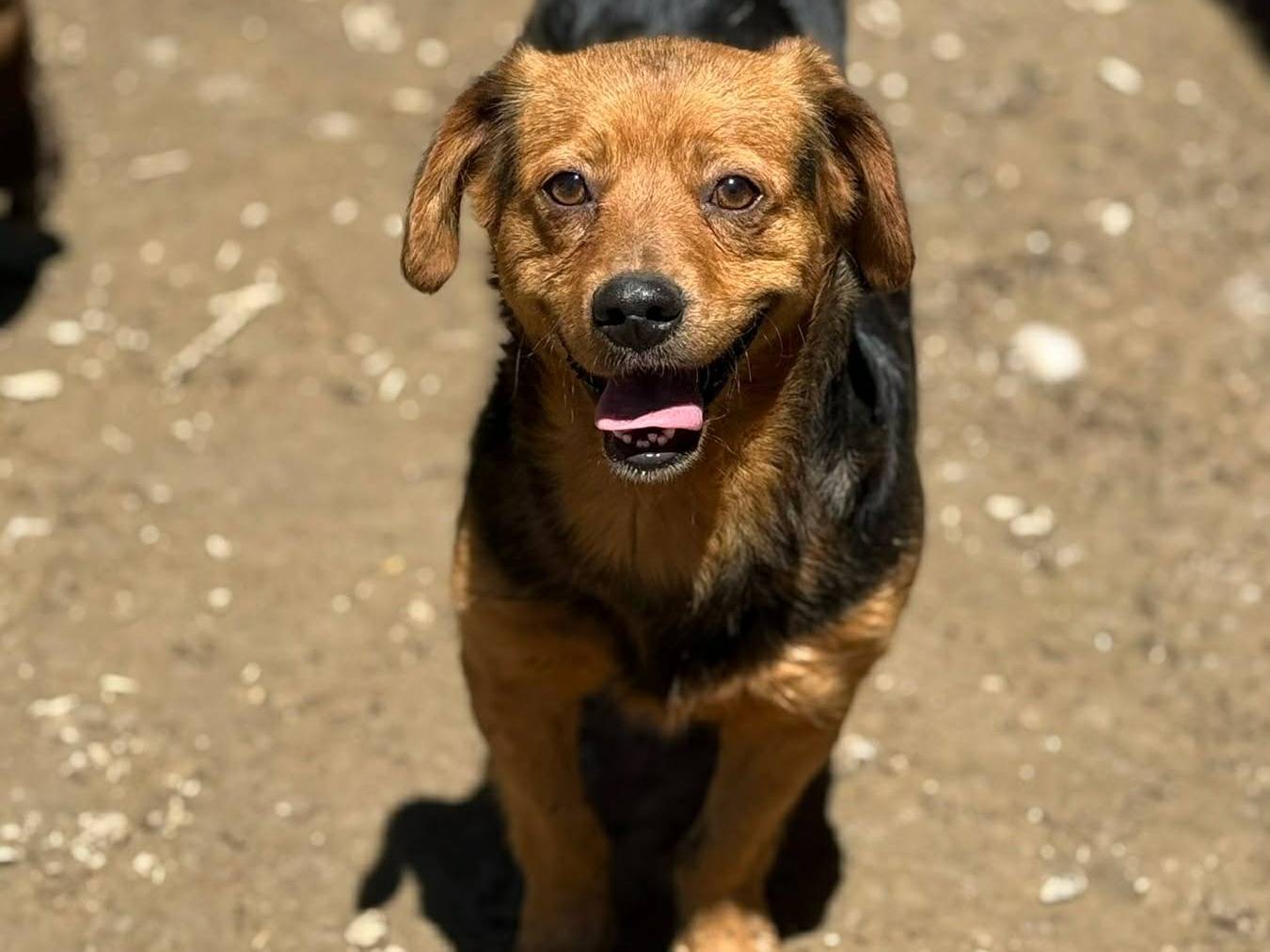Adotta un cane, taglia media contenuta, maschio, Firenze