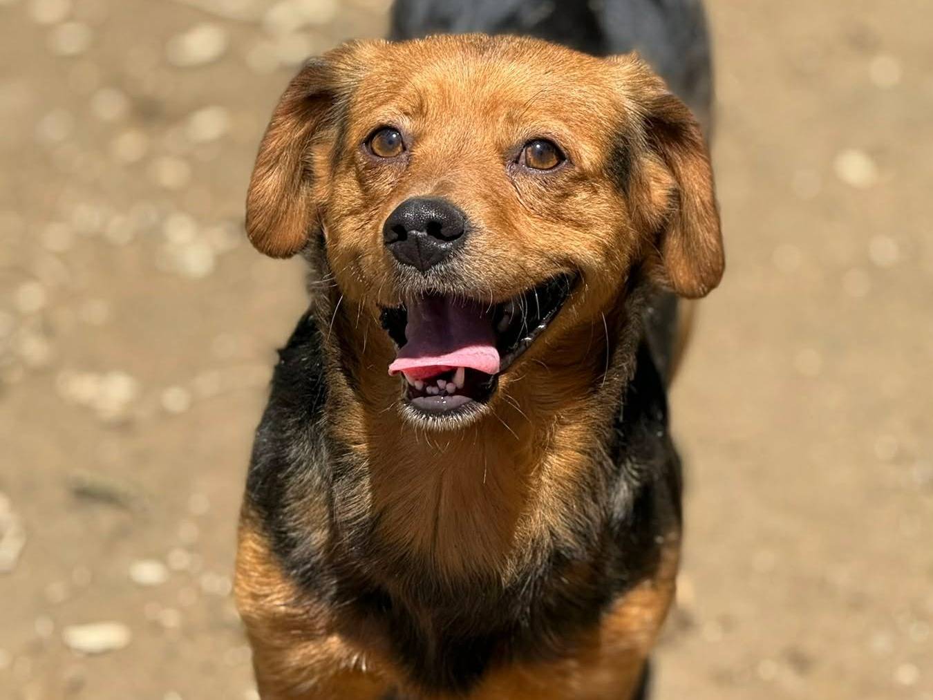 Vuoi adottare un cane a Firenze?