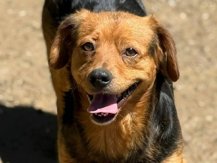 Adotta il cane ADAM a Firenze