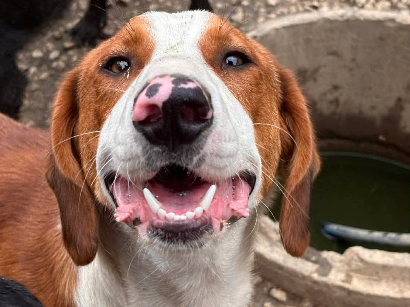Adotta un cane, maschio, 1 anno e 1 mese, Firenze