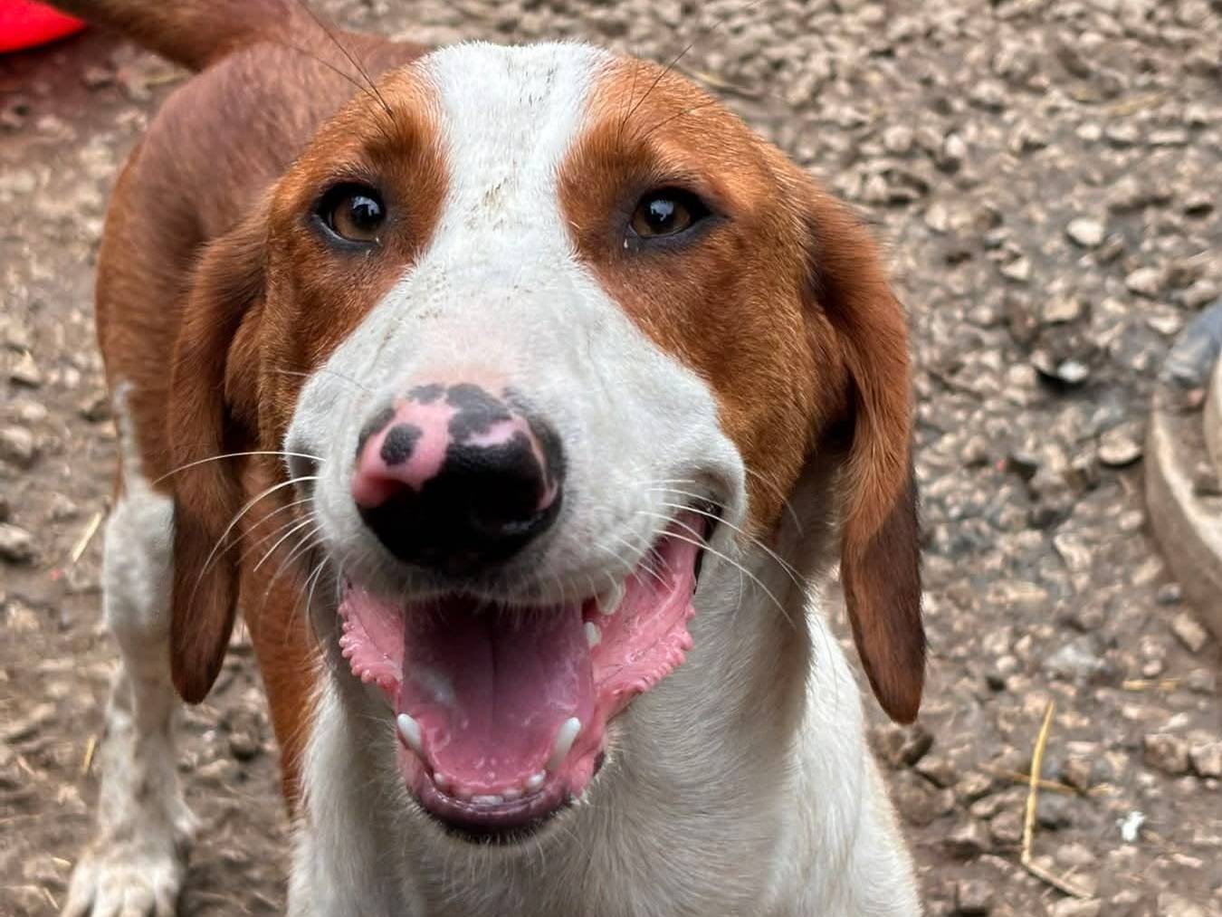 Vuoi adottare un cane a Firenze?