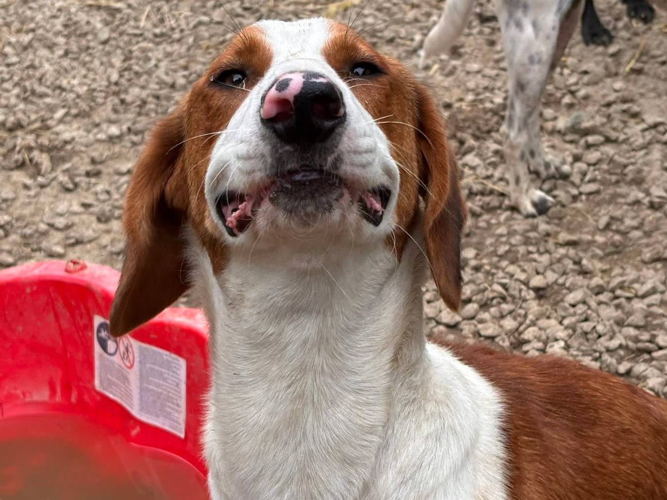 Adotta il cane FROG a Firenze
