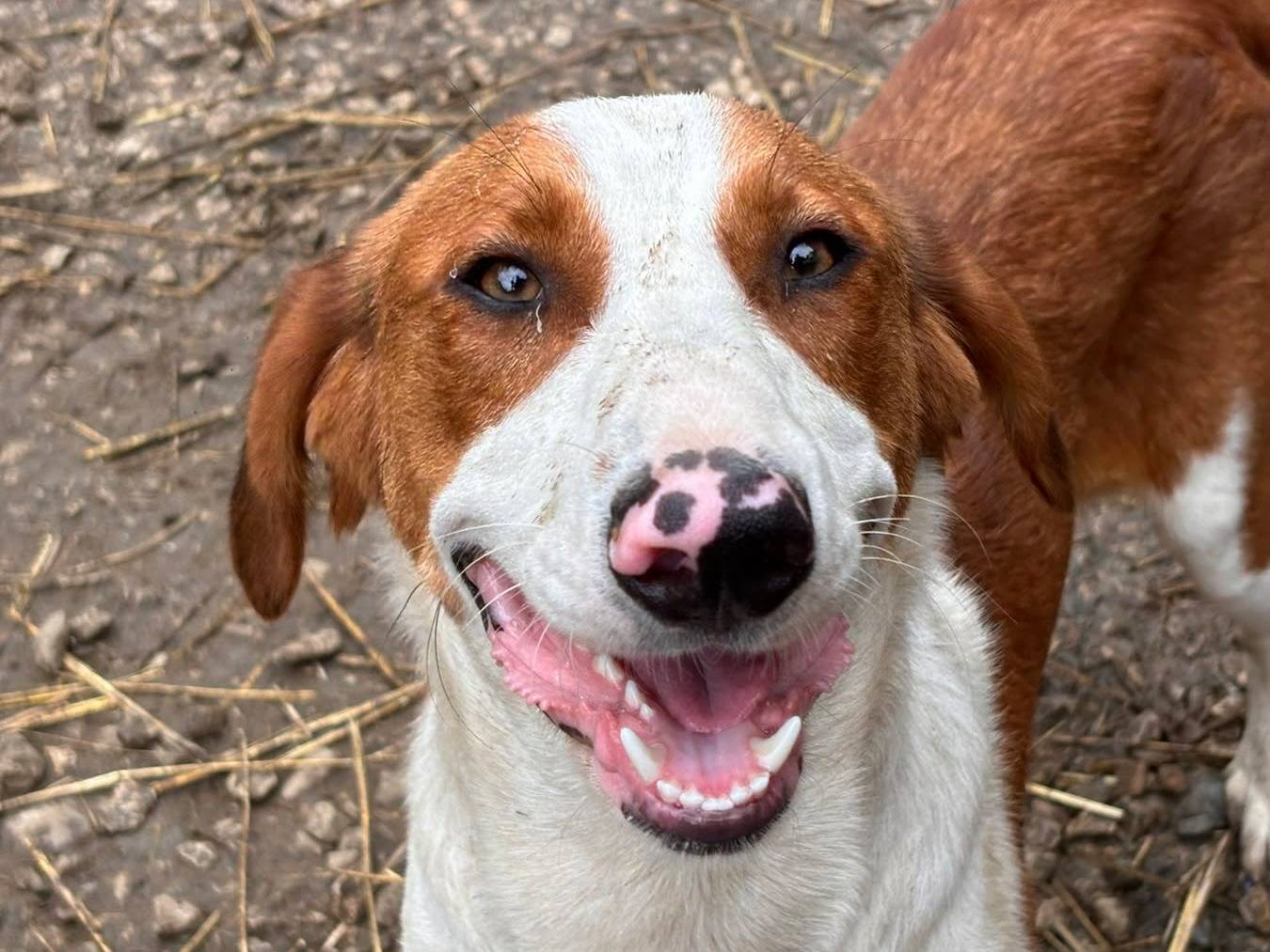 Adotta un cane, taglia media, maschio, Firenze
