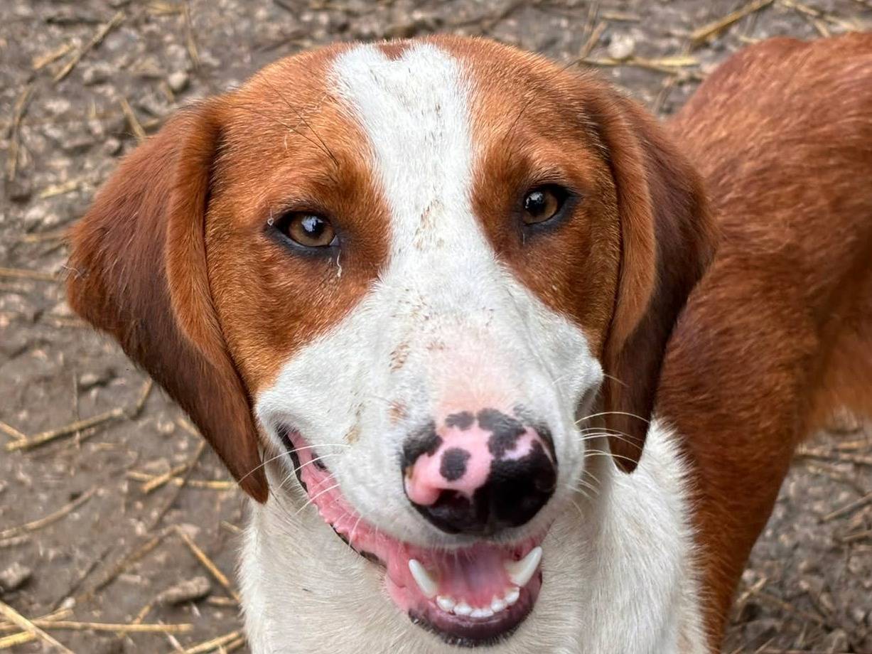 Adozione cane, maschio, Razza sconosciuta Razza sconosciuta, 1 anno e 1 mese, taglia media, Firenze