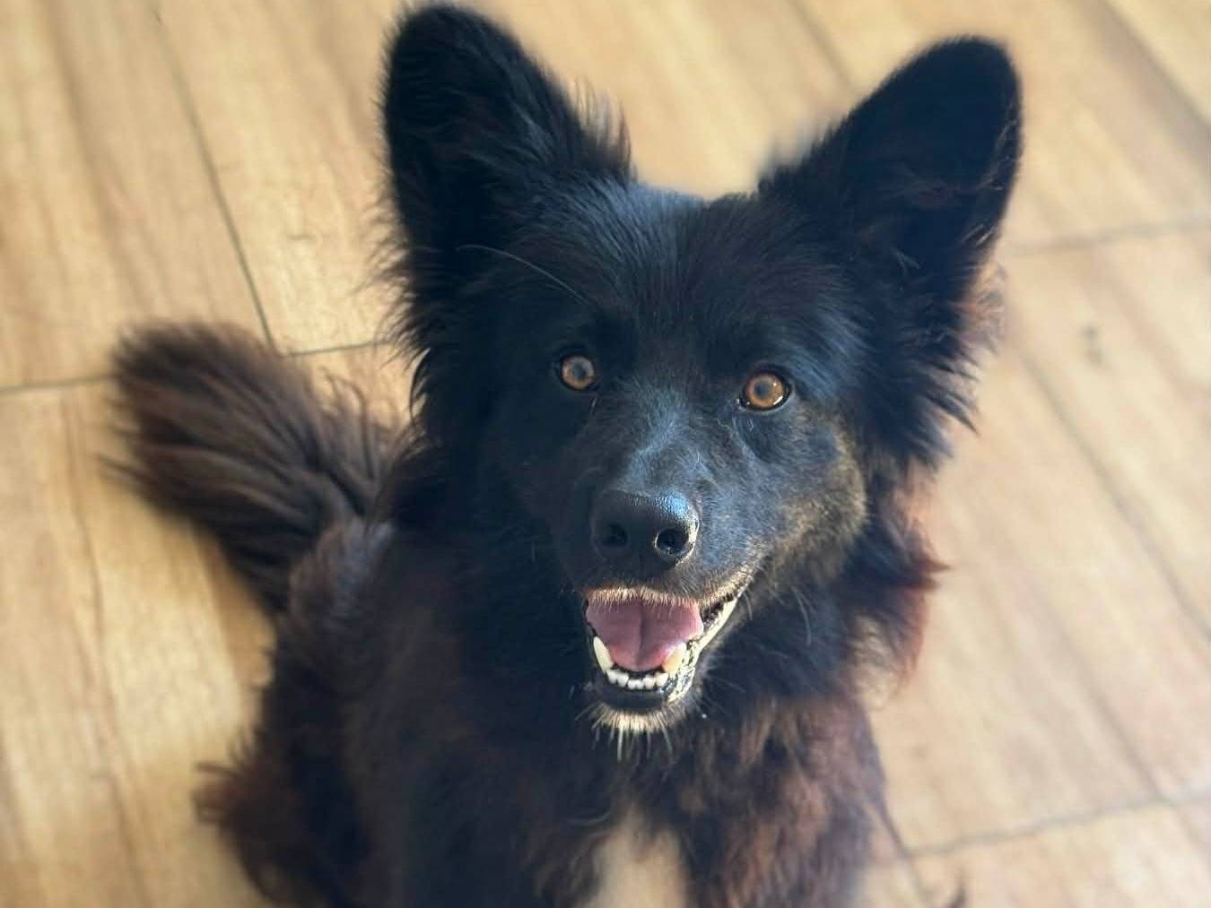 Adozione cane, maschio, Razza sconosciuta Razza sconosciuta, 1 anno e 11 mesi, taglia media, Firenze