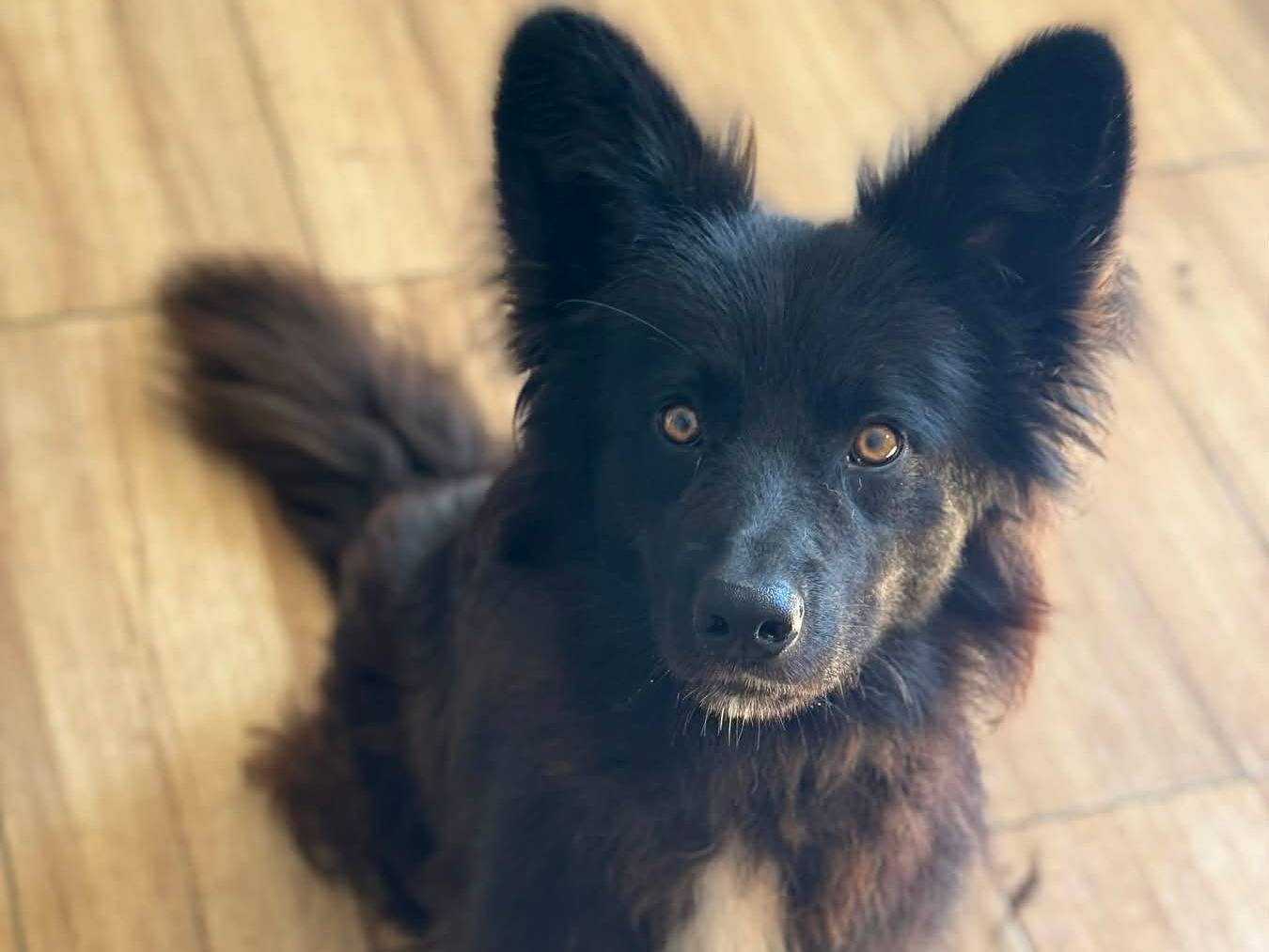 Adotta un cane, maschio, 1 anno e 11 mesi, Firenze