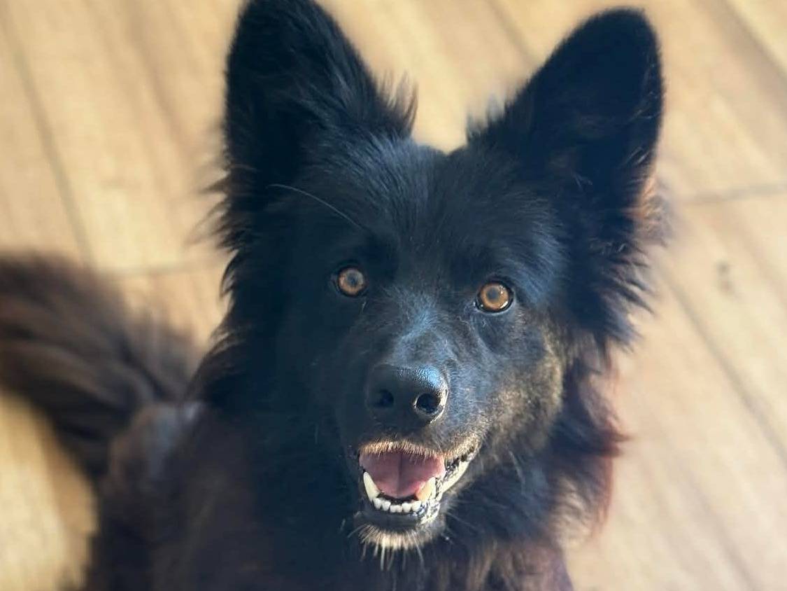 Adotta un cane, taglia media, maschio, Firenze