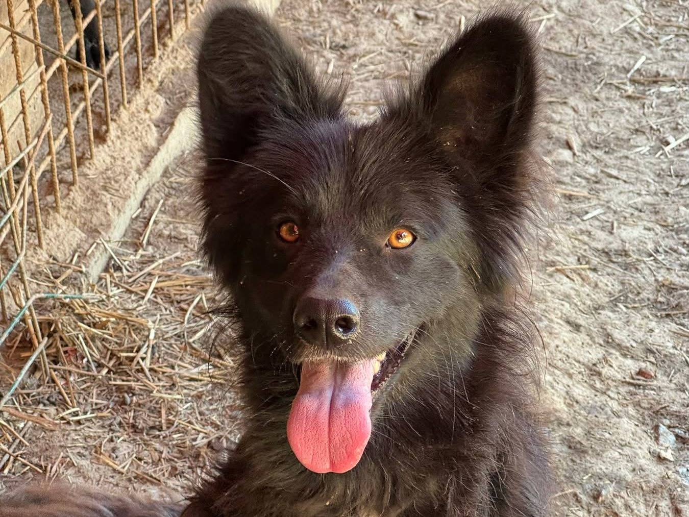 Vuoi adottare un cane a Firenze?