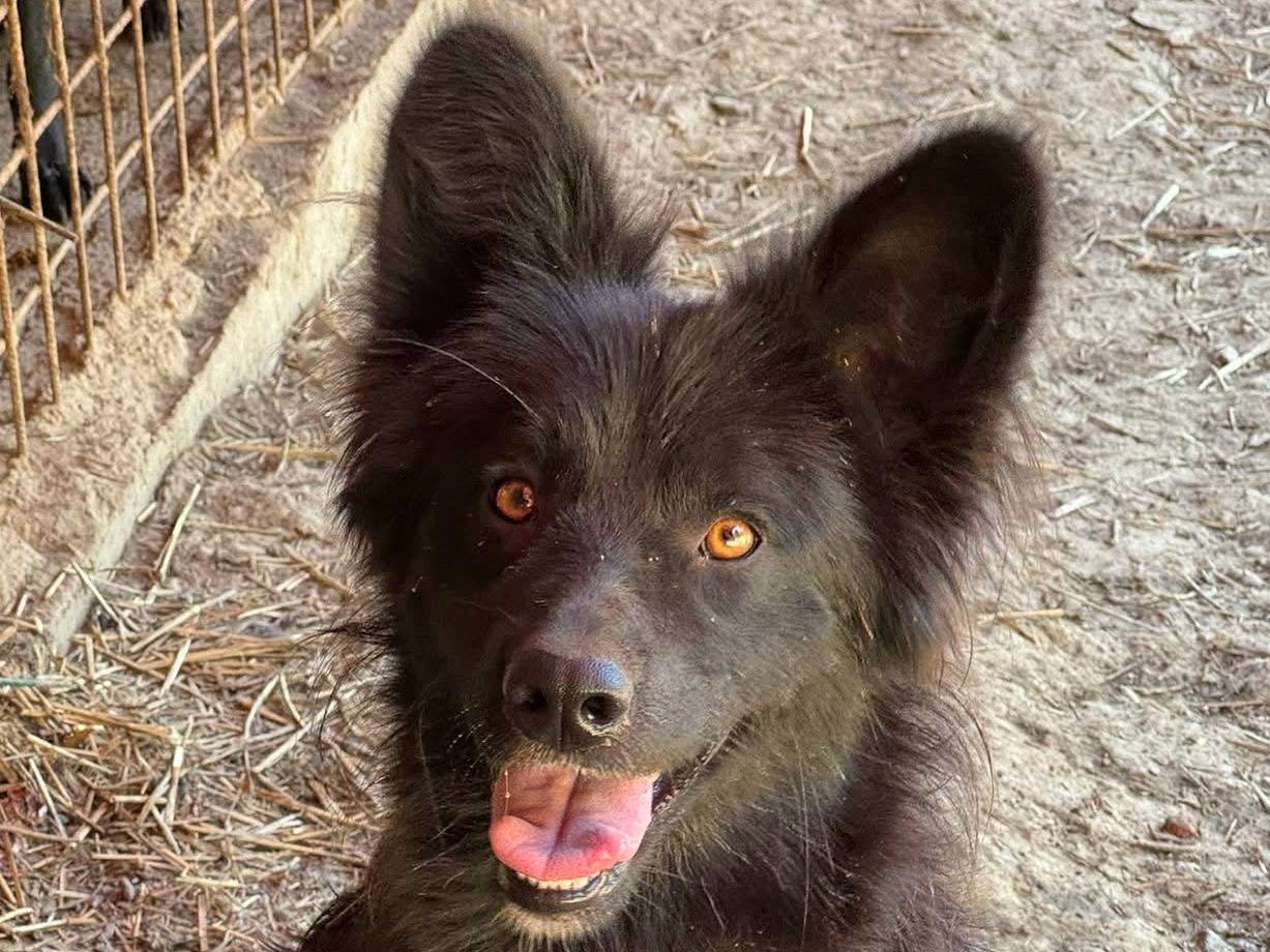 Adotta il cane SHADOW a Firenze