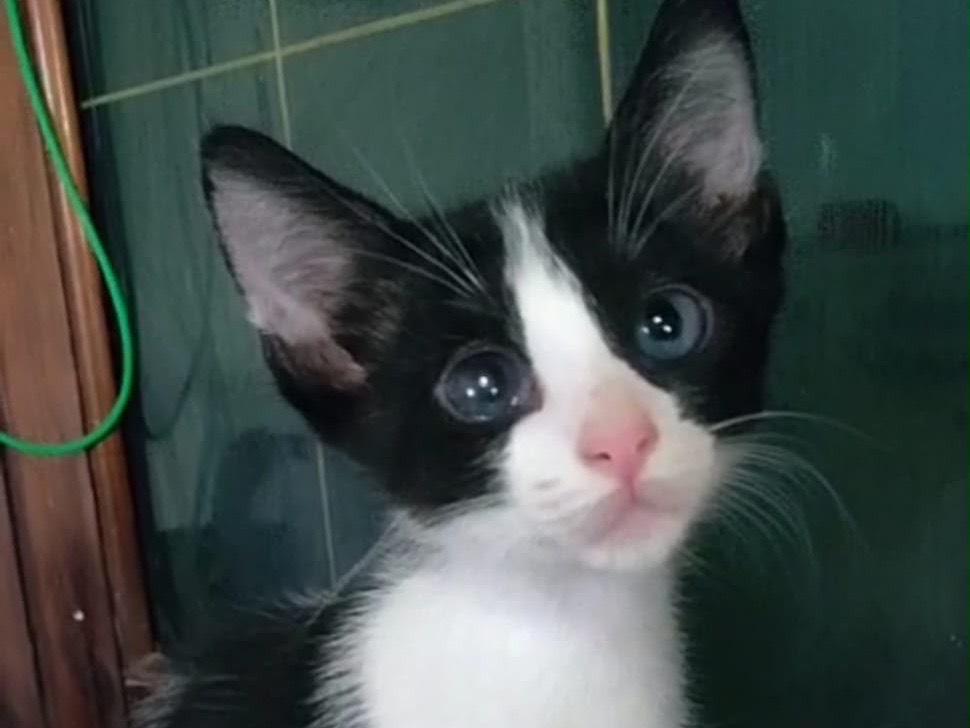 Adozione gatto, femmina, Razza sconosciuta Razza sconosciuta, 2 mesi, taglia non valida, Crotone
