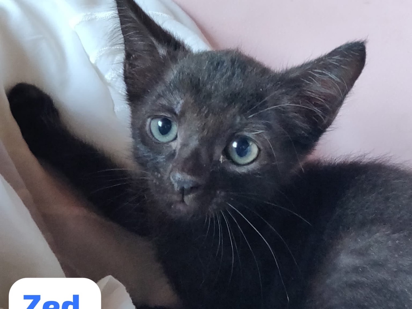 Adozione gatto, maschio, Razza sconosciuta Razza sconosciuta, 2 mesi, taglia non valida, Crotone
