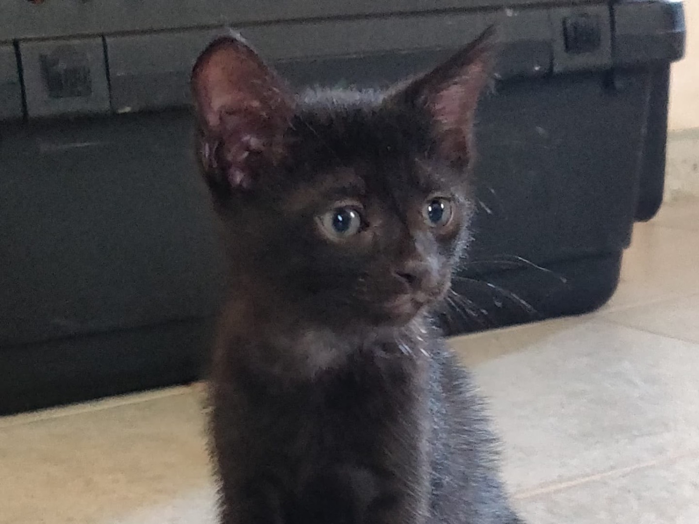 Adozione gatto, femmina, Razza sconosciuta Razza sconosciuta, 2 mesi, taglia non valida, Crotone