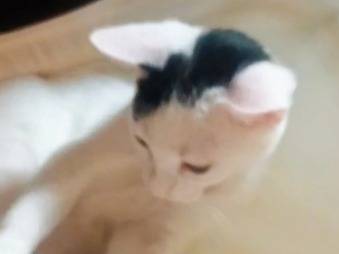 Adozione gatto, maschio, Razza sconosciuta Razza sconosciuta, 3 mesi, taglia non valida, Pistoia