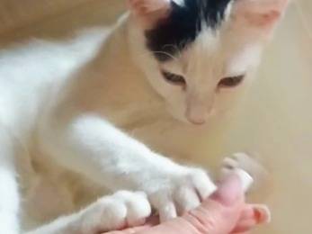 Adotta un gatto, maschio, 3 mesi, Pistoia
