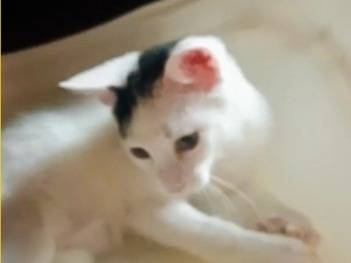 Adotta un gatto, taglia non valida, maschio, Pistoia