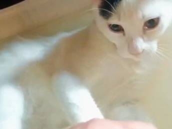 Vuoi adottare un gatto a Pistoia?