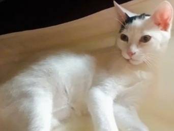 Adotta il gatto FIOCCO a Pistoia