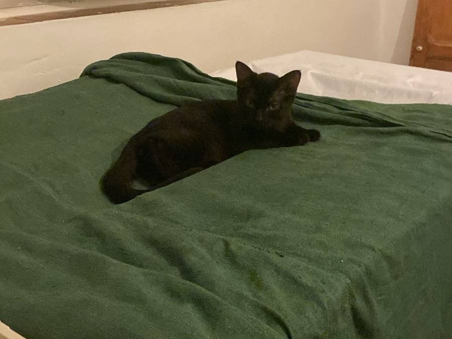 Adotta un gatto, femmina, 3 mesi, Bologna