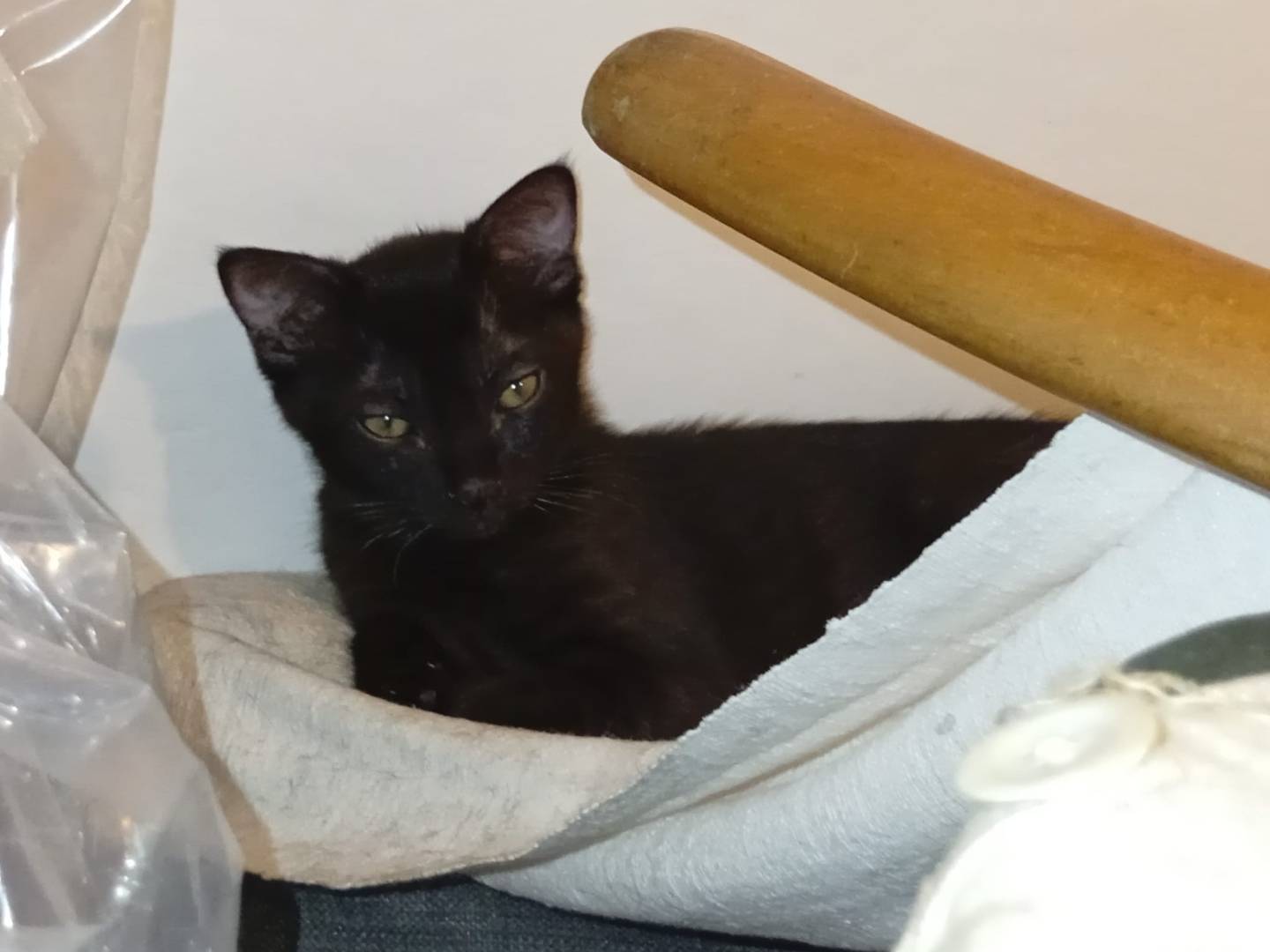 Adozione gatto, femmina, Razza sconosciuta Razza sconosciuta, 3 mesi, taglia non valida, Bologna
