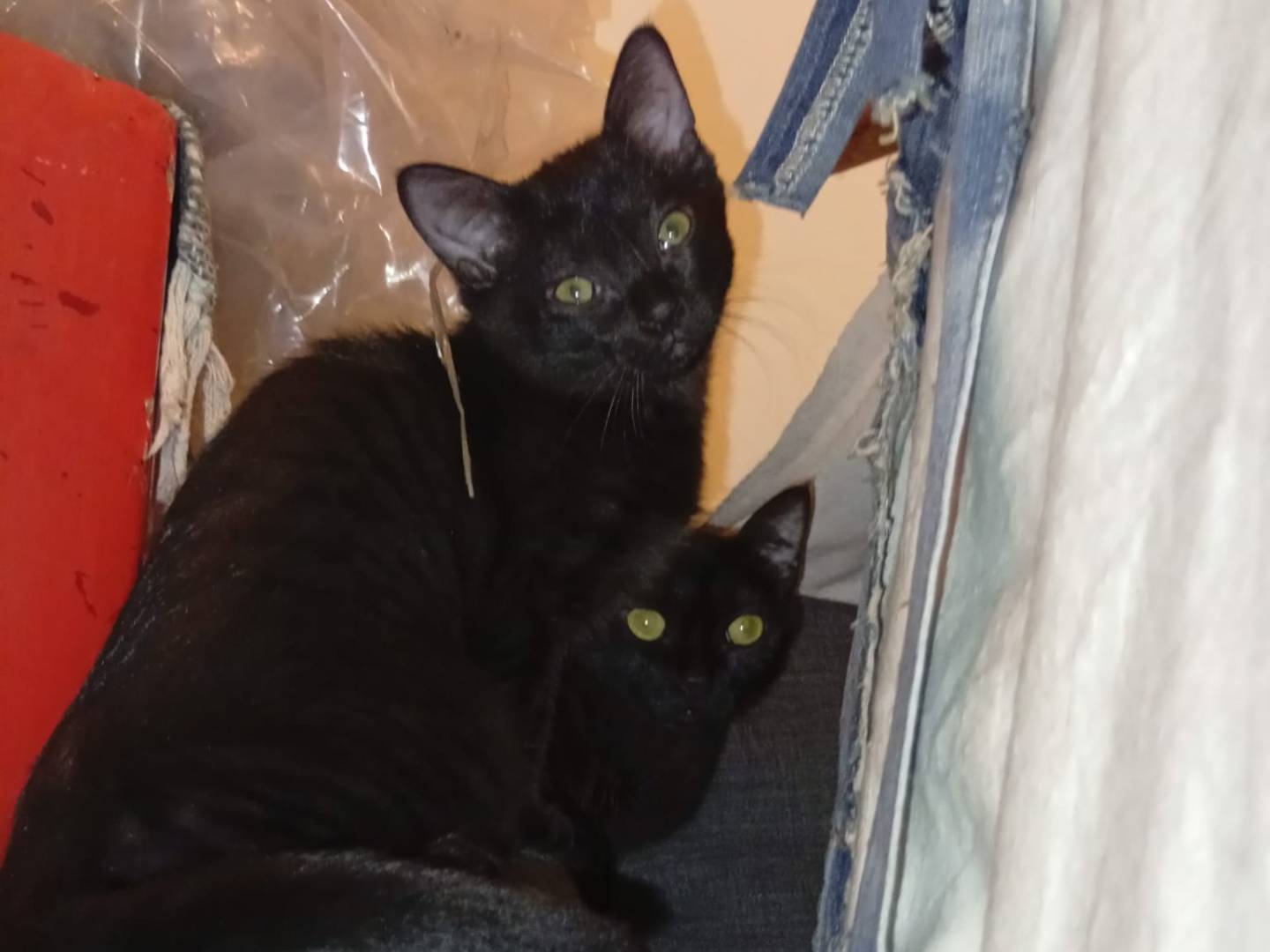 Adotta un gatto, taglia non valida, femmina, Bologna