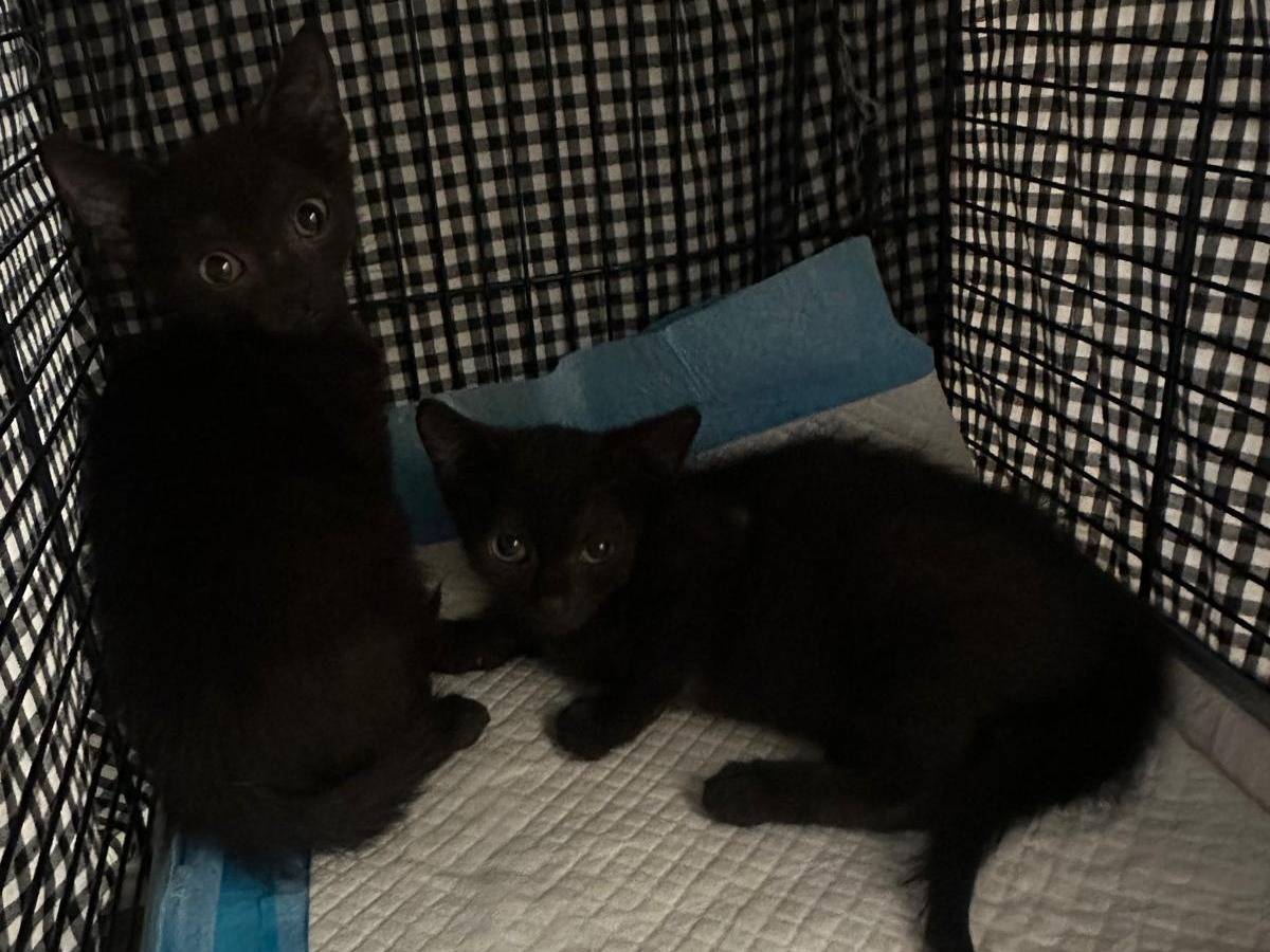 Adozione gatto, femmina, Razza sconosciuta Razza sconosciuta, 2 mesi, taglia non valida, Milano