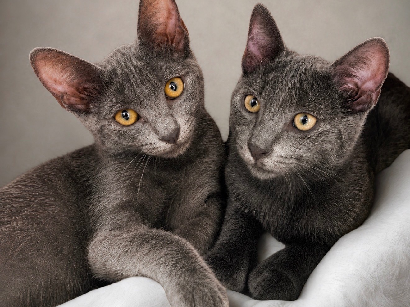 Adozione gatto, maschio, Certosino  Razza sconosciuta, 4 mesi, taglia non valida, Teramo