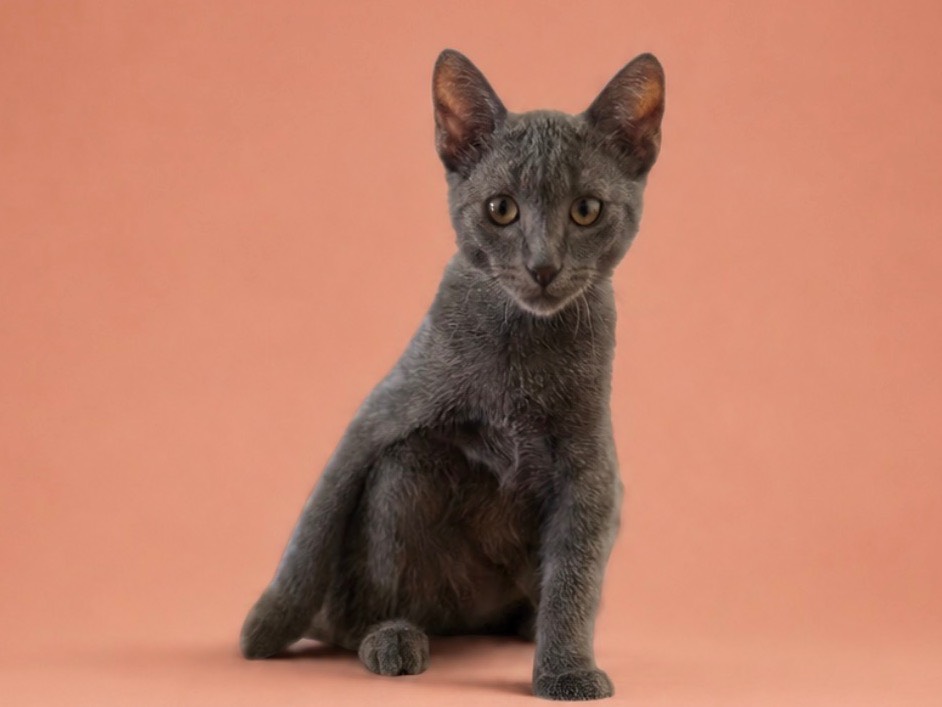 Adotta un gatto, maschio, 4 mesi, Teramo