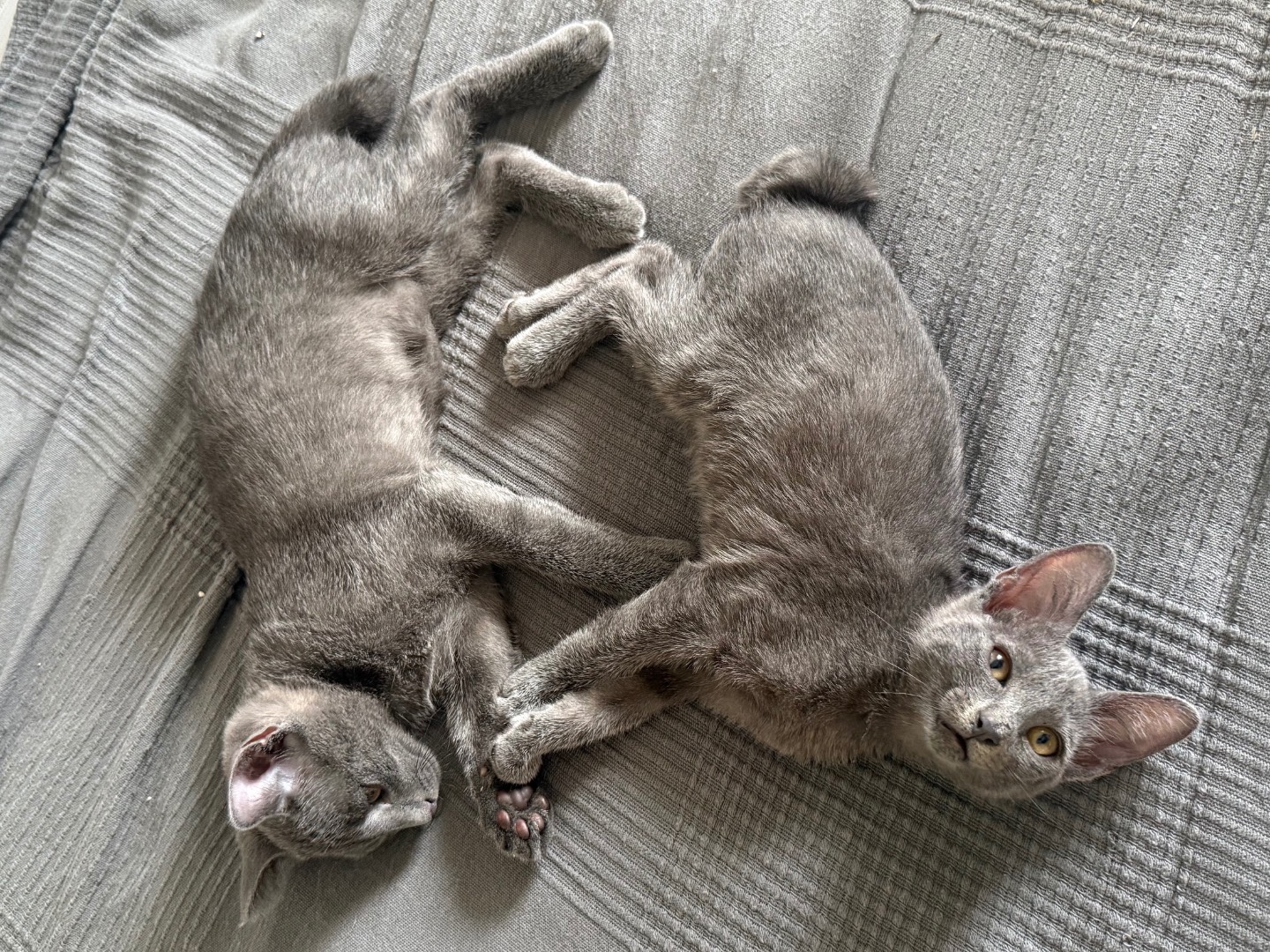 Adotta un gatto, taglia non valida, maschio, Teramo