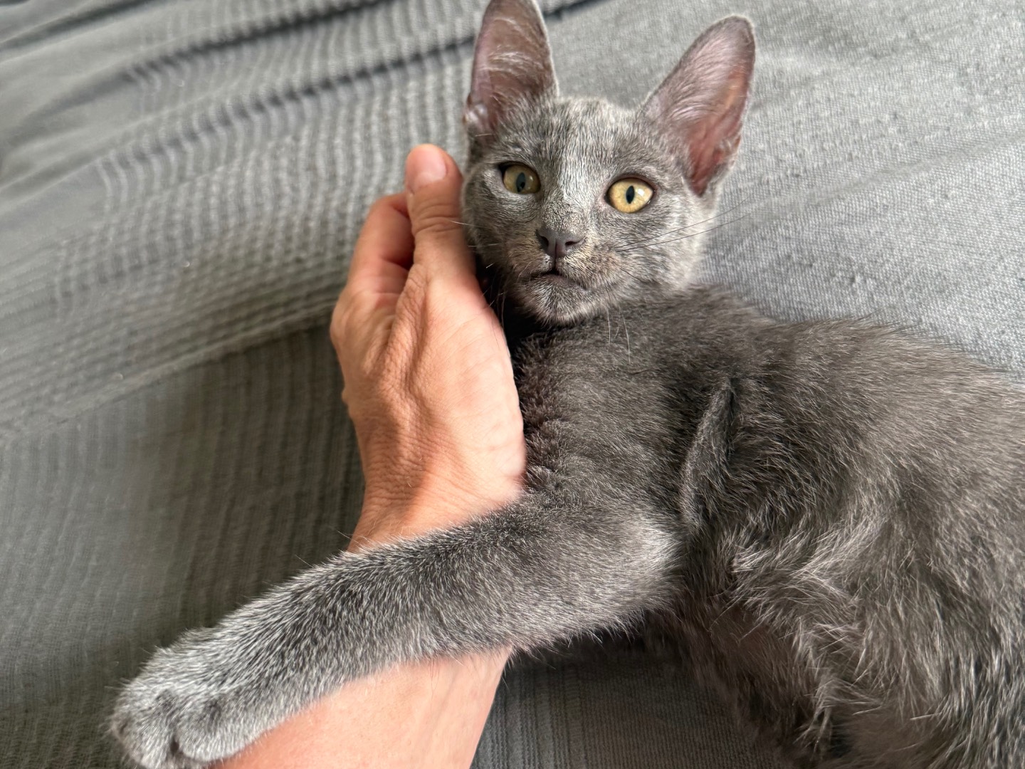 Vuoi adottare un gatto a Teramo?