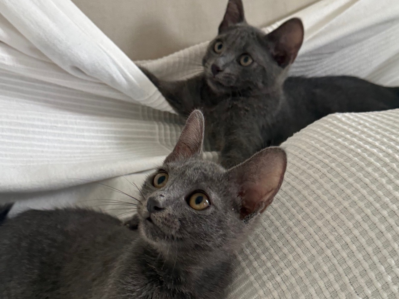 Adotta il gatto Jinnie e Arnold a Teramo