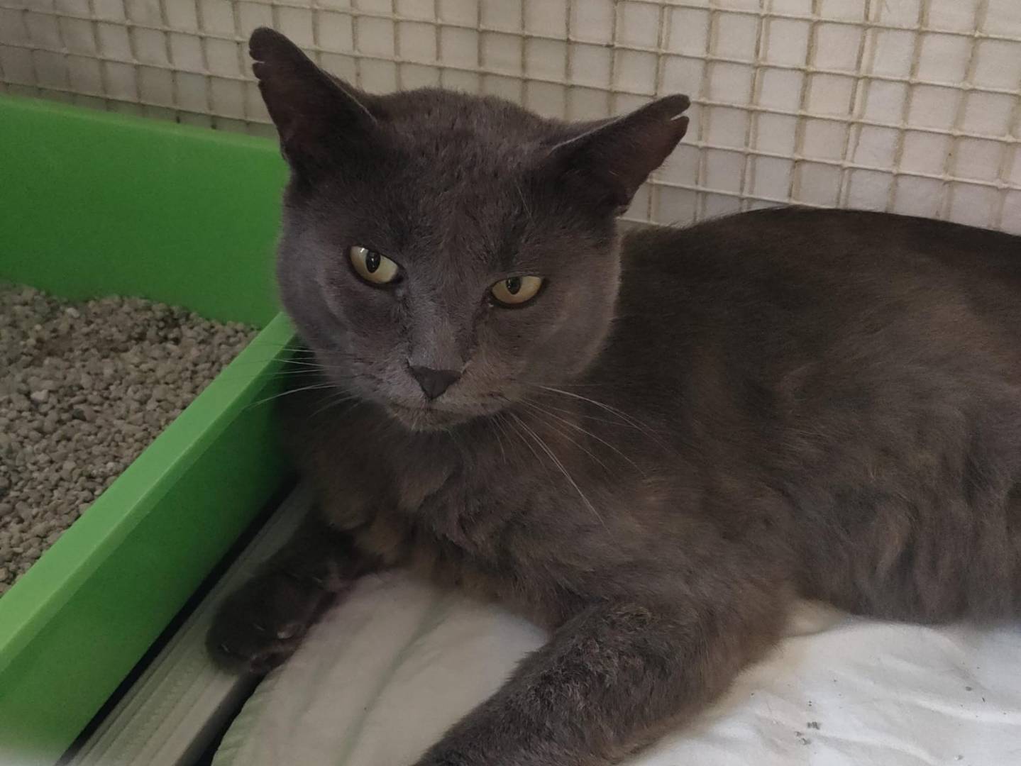 Adozione gatto, maschio, Razza sconosciuta Razza sconosciuta, 4 anni e 7 mesi, taglia non valida, Ravenna