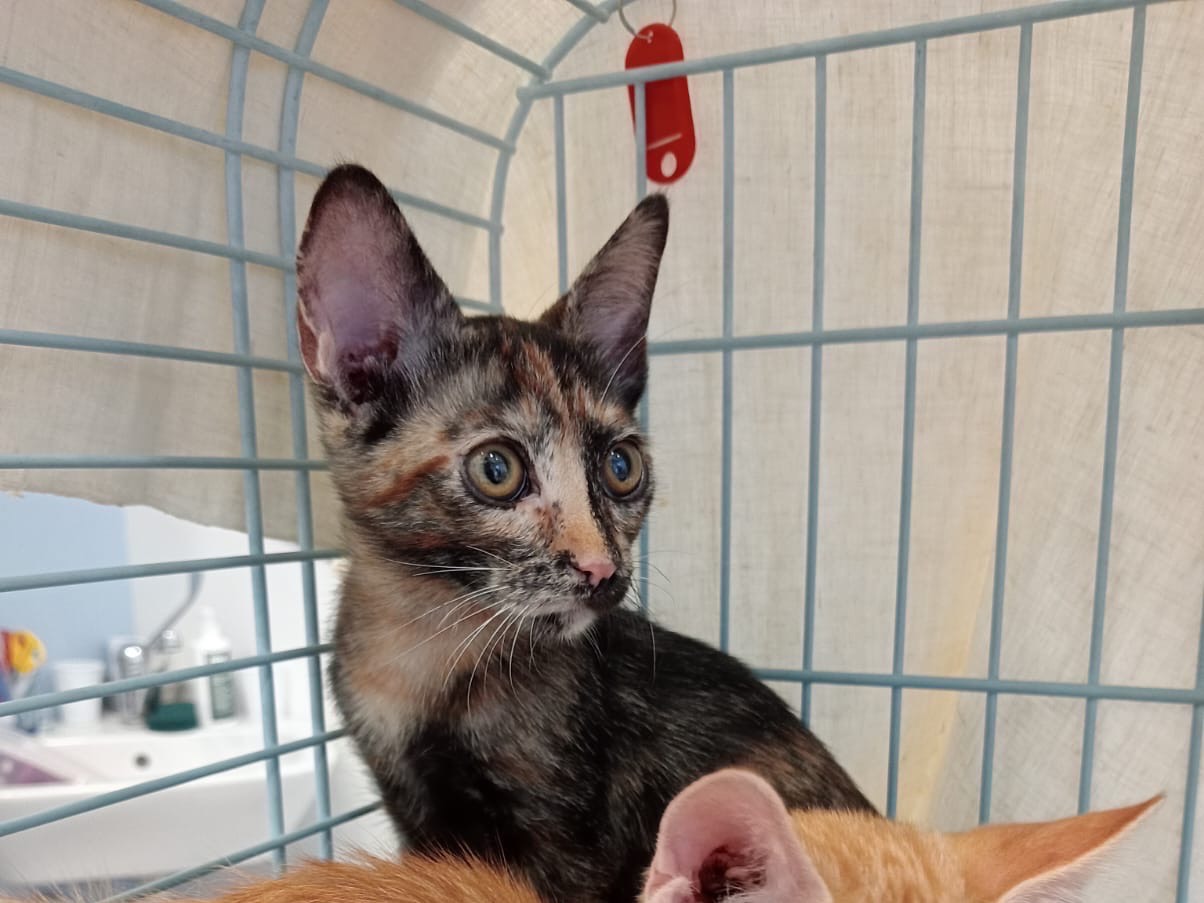 Adozione gatto, femmina, Razza sconosciuta Razza sconosciuta, 3 mesi, taglia non valida, Torino