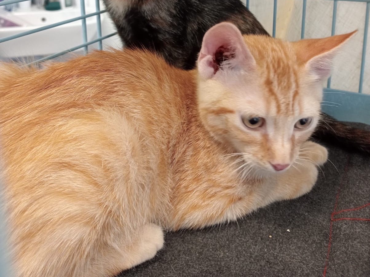 Adozione gatto, maschio, Razza sconosciuta Razza sconosciuta, 3 mesi, taglia non valida, Torino