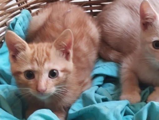 Adozione gatto, maschio, Razza sconosciuta Razza sconosciuta, 2 mesi, taglia non valida, Torino