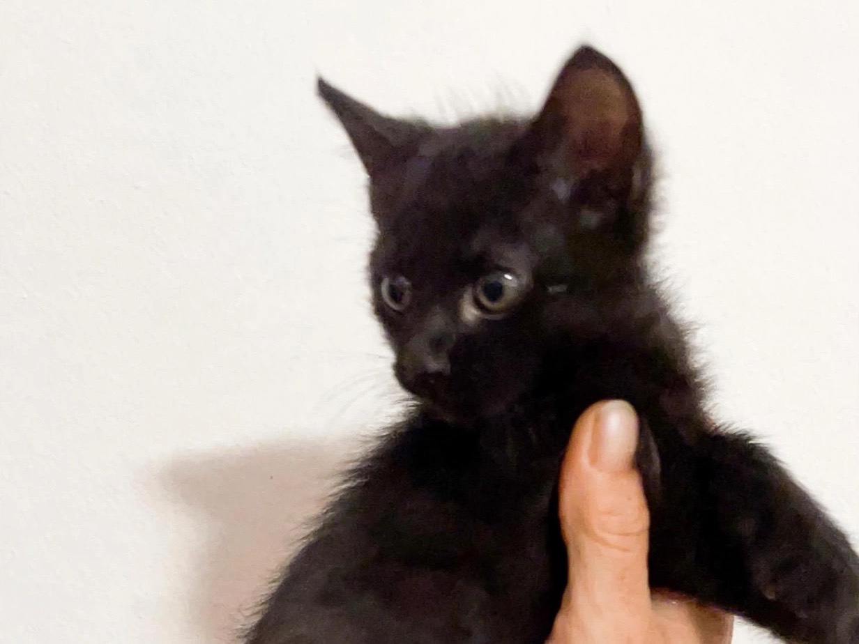 Adozione gatto, maschio, Razza sconosciuta Razza sconosciuta, 1 mese, taglia non valida, Torino