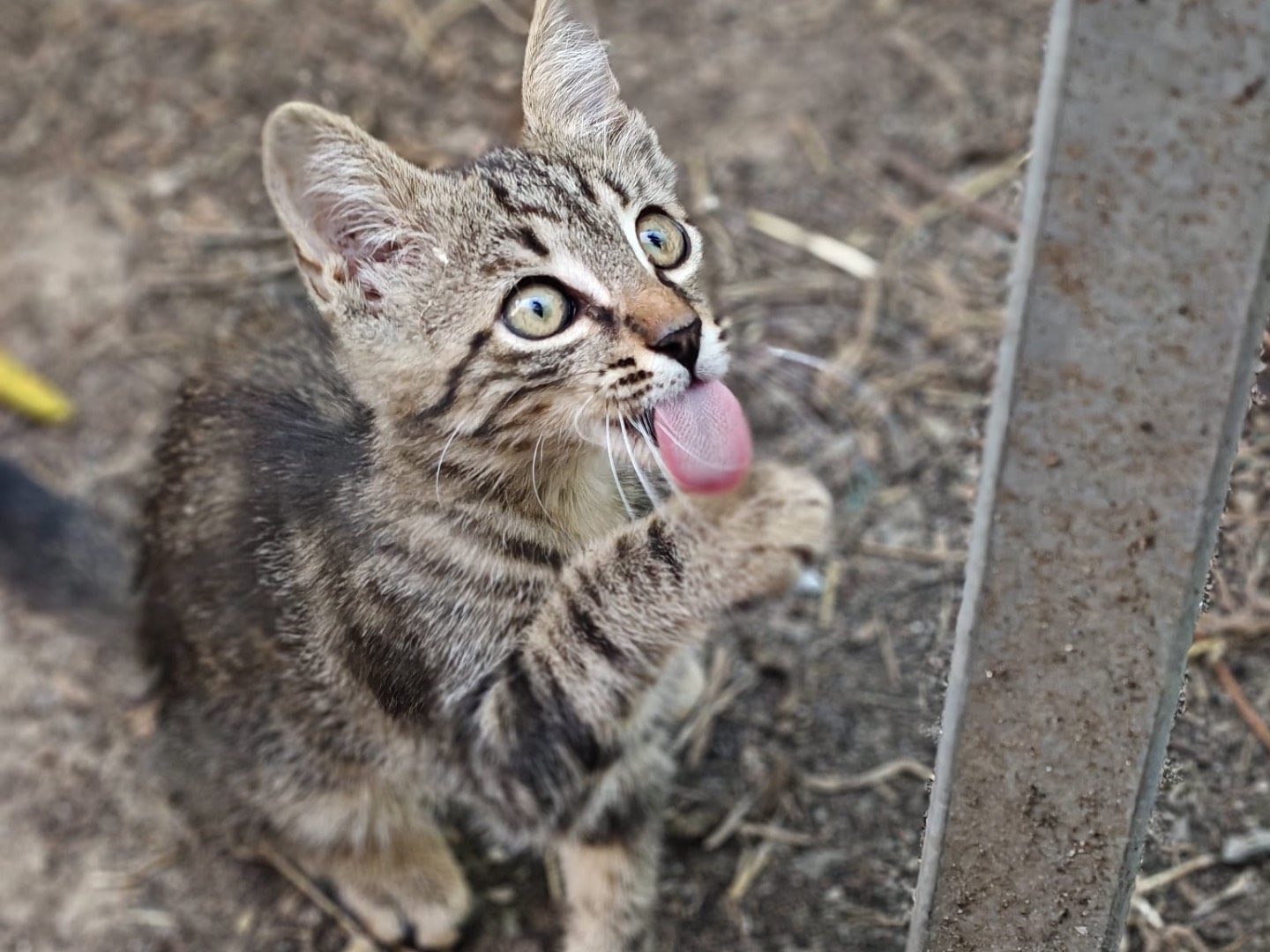 Adozione gatto, maschio, Razza sconosciuta Razza sconosciuta, 2 mesi, taglia non valida, Torino