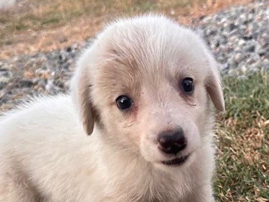 Adozione cane, femmina, Razza sconosciuta Razza sconosciuta, 3 mesi, taglia media, Crotone