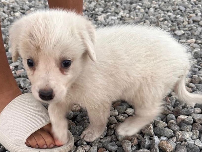 Adotta un cane, femmina, 3 mesi, Crotone