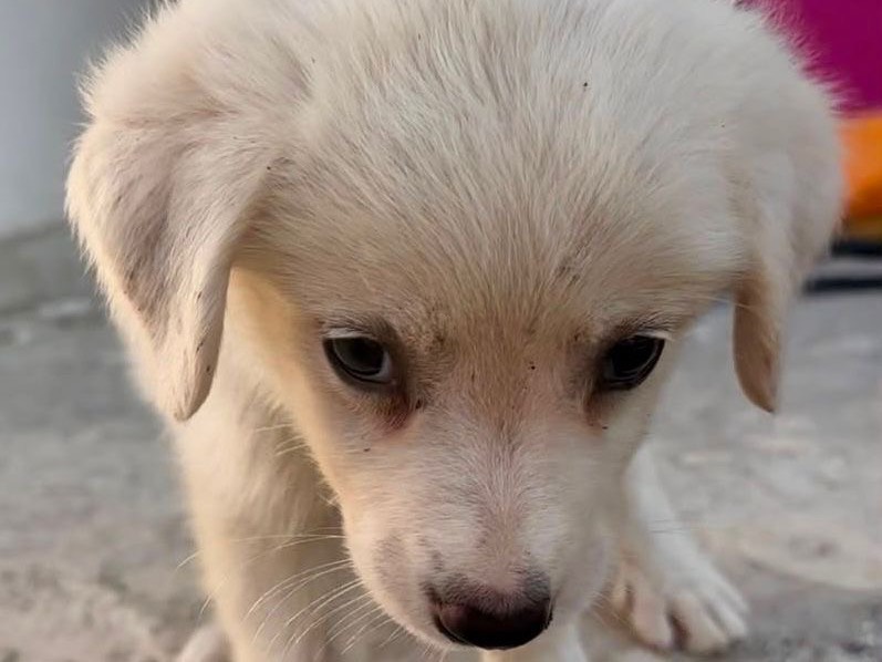 Adotta un cane, taglia media, femmina, Crotone