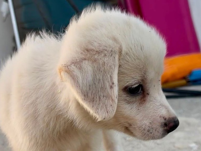 Vuoi adottare un cane a Crotone?