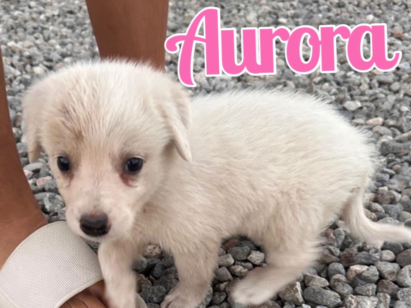 Adotta il cane Aurora  a Crotone