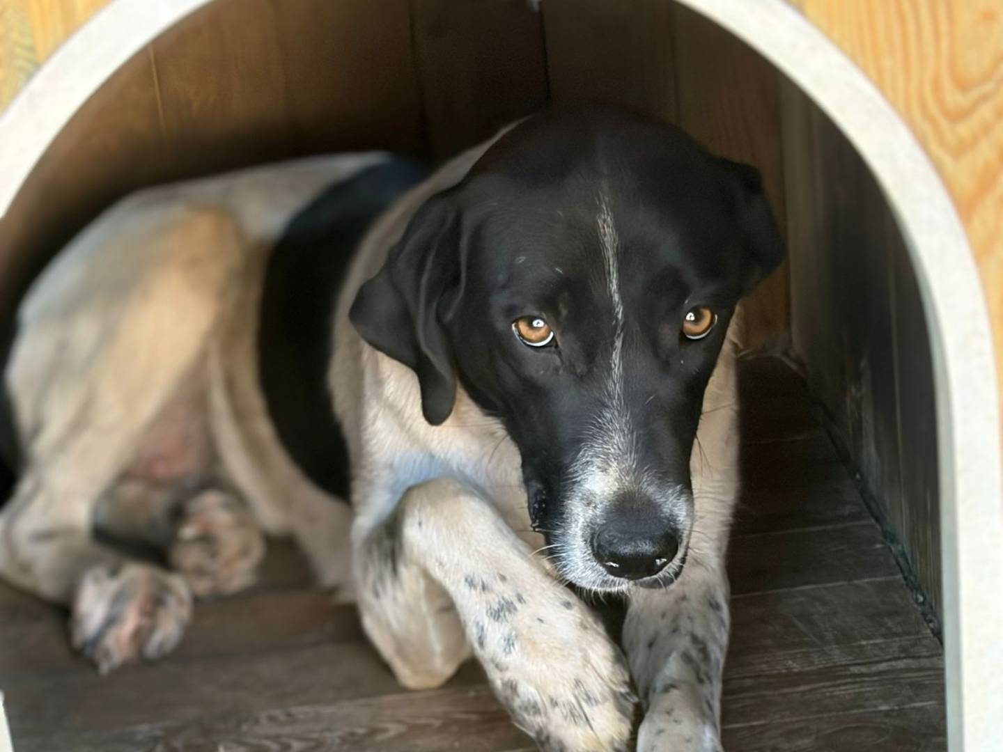 Adozione cane, femmina, Pointer Razza sconosciuta, 1 anno e 5 mesi, taglia media, Siracusa