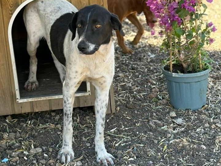 Adotta un cane, femmina, 1 anno e 5 mesi, Siracusa