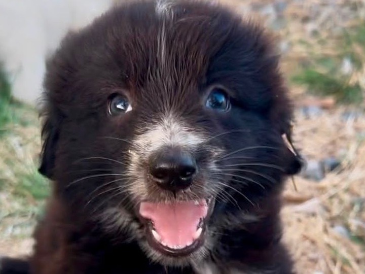 Adozione cane, femmina, Razza sconosciuta Razza sconosciuta, 3 mesi, taglia media, Crotone